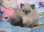 Nabby - Persian Cat For Sale - Hollywood, FL, US