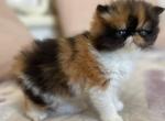 Eseniya - Persian Cat For Sale - Hollywood, FL, US