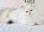 Taras - British Shorthair Cat For Sale - Hollywood, FL, US