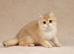 Bu - British Shorthair Cat For Sale - Hollywood, FL, US