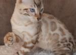 Versace - Bengal Cat For Sale - Miami, FL, US