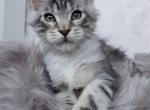 Vasco - Maine Coon Cat For Sale - Miami, FL, US