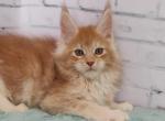 Veresk - Maine Coon Cat For Sale - Miami, FL, US