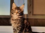 Cissy - Maine Coon Cat For Sale - Miami, FL, US