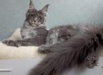 Evangelina - Maine Coon Cat For Sale - Norwalk, CT, US