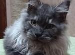 Winston - Maine Coon Cat For Sale - Norwalk, CT, US