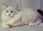 Zibert - Siberian Cat For Sale - Norwalk, CT, US