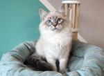 King Arthur - Siberian Cat For Sale - Norwalk, CT, US