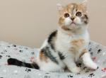 Yasmin - Scottish Straight Cat For Sale - Norwalk, CT, US