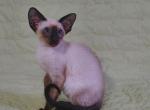 Fiji - Oriental Cat For Sale - Norwalk, CT, US