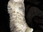 Shu shu - American Shorthair Cat For Sale - Albany, NY, US