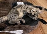 Foofoo - American Shorthair Cat For Sale - Albany, NY, US