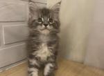 Simba - Maine Coon Cat For Sale - NY, US