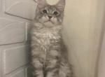 Zeus - Maine Coon Cat For Sale - NY, US