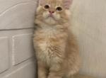 London - Maine Coon Cat For Sale - NY, US