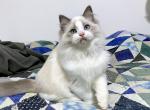 Dewey - Ragdoll Cat For Sale - Tuscaloosa, AL, US