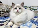 Theodore - Ragdoll Cat For Sale - Tuscaloosa, AL, US