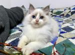 Marg - Ragdoll Cat For Sale - Tuscaloosa, AL, US