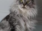 Ally silver girl - Maine Coon Cat For Sale - Bridgewater Township, NJ, US