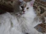 Cream Boy - Maine Coon Cat For Sale - Bridgewater Township, NJ, US