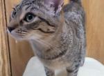 Gypsy kittens - Munchkin Cat For Sale - Sullivan, MO, US
