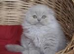 Teddy - Scottish Fold Cat For Sale - Hollywood, FL, US