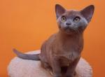 Alex Burmese - Abyssinian Cat For Sale - Norwalk, CT, US