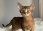 Marsik - Abyssinian Cat For Sale - Pembroke Pines, FL, US