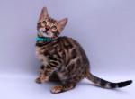 Vincent Bengal - Bengal Cat For Sale - Miami, FL, US