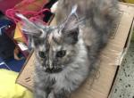 Eiva Reserved - Maine Coon Cat For Sale - Chipley, FL, US