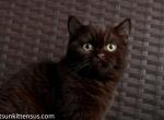 Beautiful chocolate british shorthair boy Baston - British Shorthair Cat For Sale - CA, US