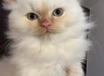 Persian - Persian Cat For Sale - Coshocton, OH, US