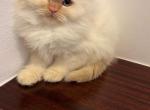 Persian - Persian Cat For Sale - Coshocton, OH, US