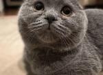 Sweet see - Scottish Fold Cat For Sale - Huntington, NY, US