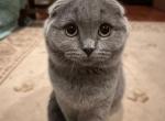 Kaysi - Scottish Fold Cat For Sale - Huntington, NY, US