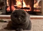 Lulu - Scottish Fold Cat For Sale - Huntington, NY, US