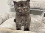 Onyx Black British shorthair boy - British Shorthair Cat For Sale - Athens, GA, US