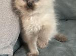 Tica Valentines Day male - Ragdoll Cat For Sale - Butler, PA, US