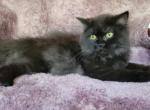 Fluffy - Scottish Straight Cat For Sale - New York, NY, US