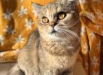 Willow - British Shorthair Cat For Sale - New York, NY, US