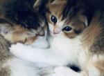 Daisy - Scottish Fold Kitten For Sale - WI, US