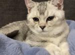 Jaques - Scottish Fold Cat For Sale - Prior Lake, MN, US