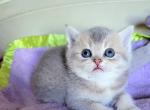 Bluegold - British Shorthair Cat For Sale - New York, NY, US