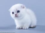 Anna teacup baby girl Scottish kilt blue eyes - Munchkin Cat For Sale - CA, US