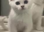 Silver British Shorthair - British Shorthair Kitten For Sale - Purcellville, VA, US