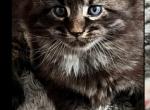 Bear - Maine Coon Cat For Sale - Westfield, MA, US