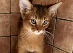 Runa - Abyssinian Cat For Sale - Odesa, Odessa Oblast, UA