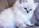 Lucys Sweeties - Himalayan Cat For Sale - Tampa, FL, US