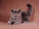 Garik - Exotic Cat For Sale - Hollywood, FL, US