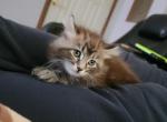 Female hybrid - Highlander Kitten For Sale - Monroe, MI, US